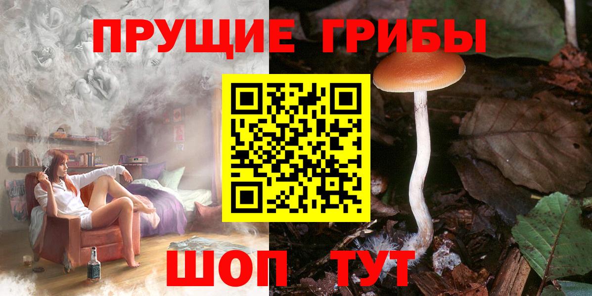 Тара  Галлюциногенные грибы Psilocybine cubensis  наркотики  Вход с VPN 